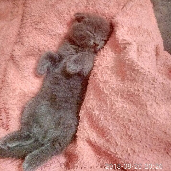 Користувач _Zae4ik_