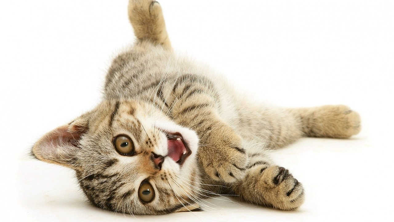 Пользователь _Blackfire_