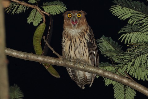 Пользователь Filin31