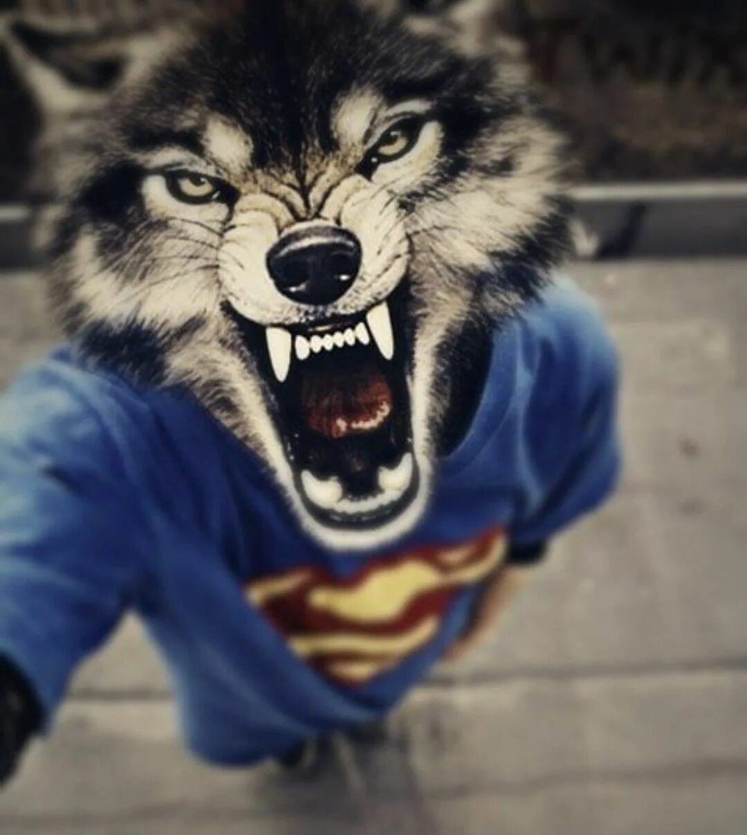 Користувач regdollus