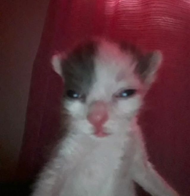 rosfiz