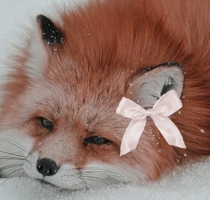 Користувач FoxWhisper