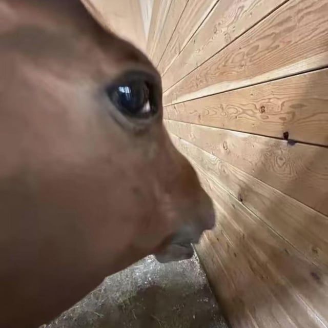 Создатель темы WhatTheLigma