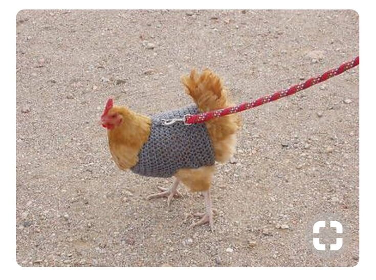 Создатель темы sheeshok