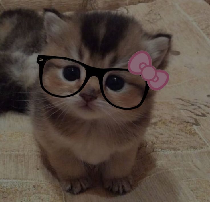 Kokoskot