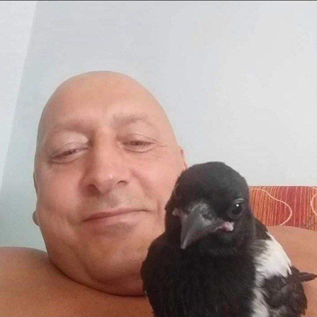 Theme author Dvjvjdsbsb