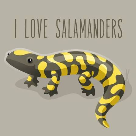 0_salamandra_0